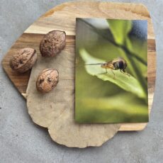 Ansichtkaart Zweefvlieg op blad