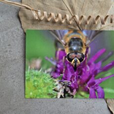Ansichtkaart Blinde bij op Beemdkroon