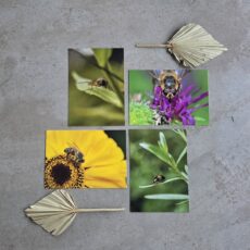 Ansichtkaartenset Insecten (4 stuks)