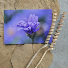 Ansichtkaart Paarse Aster